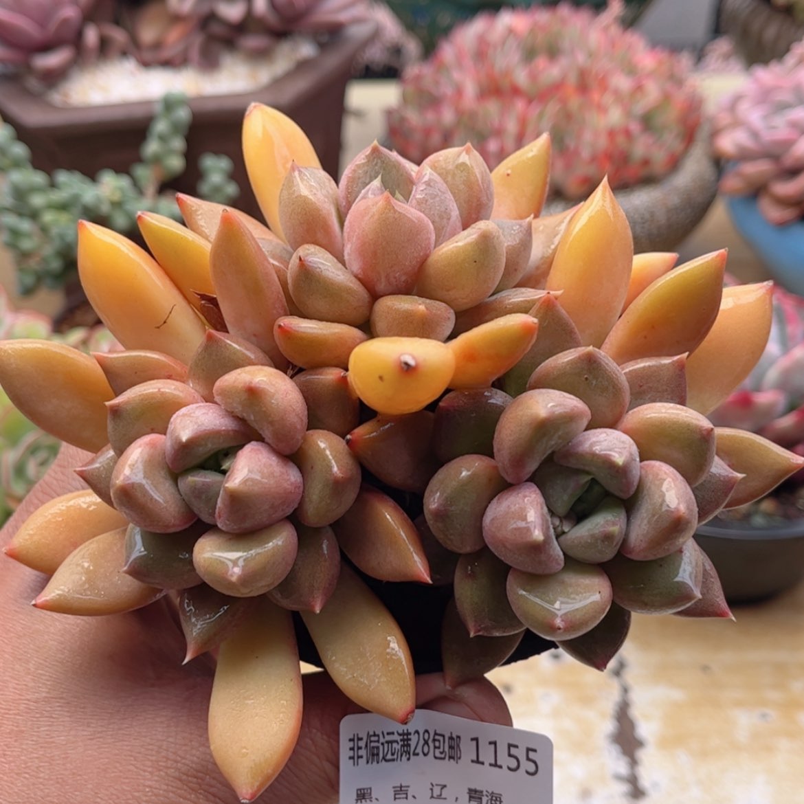 【闪购商品】1155红象牙