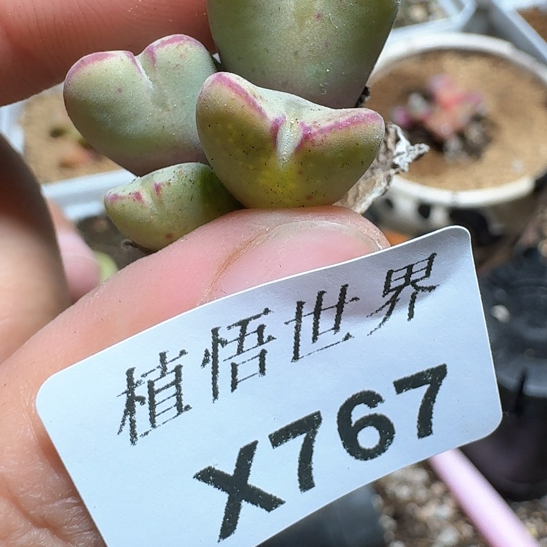 767号的润泽我f g