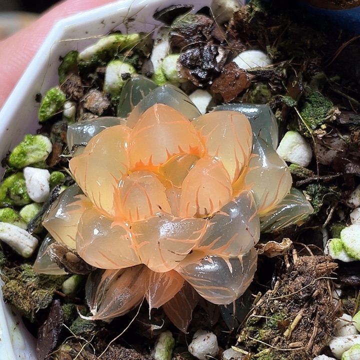 691糊斑水中月錦特選福利