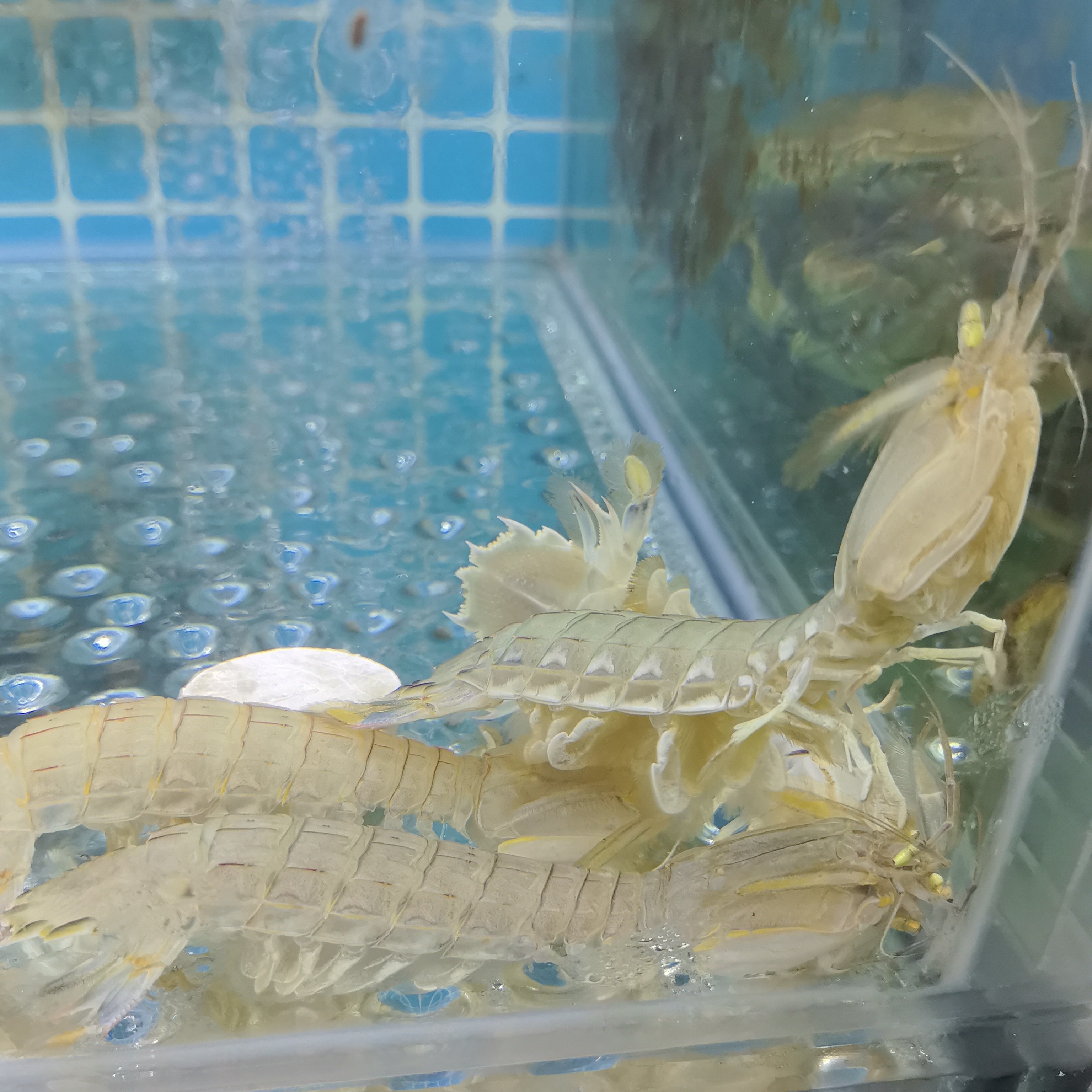 虾爬子/皮皮虾250g
