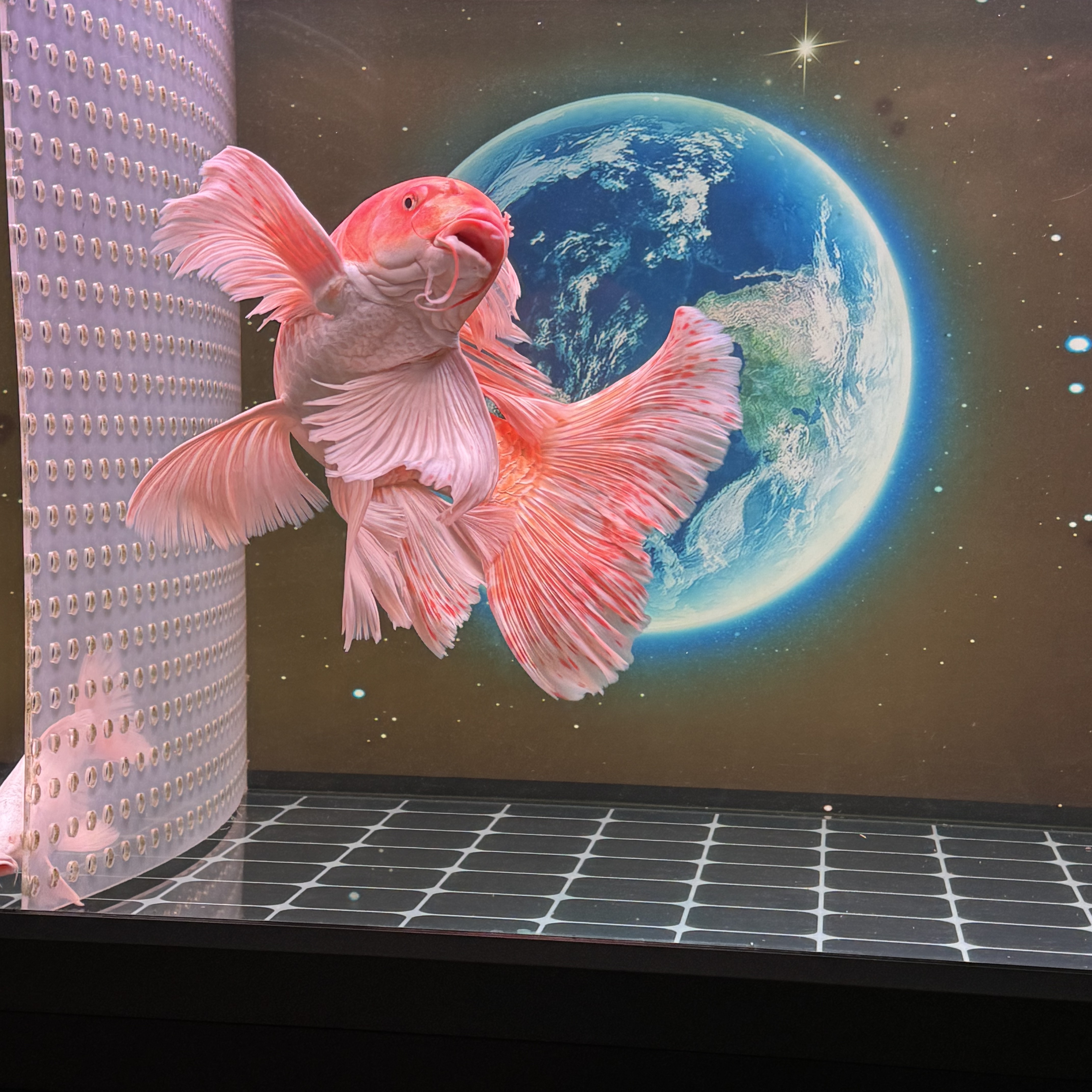 精品圆头红、花红蝴蝶鲤寸片3左右