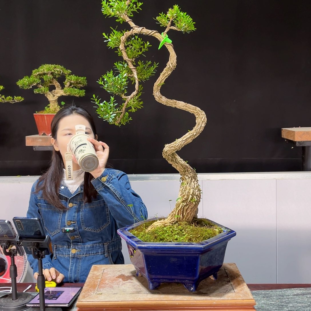 四季常青老桩黄杨盆景