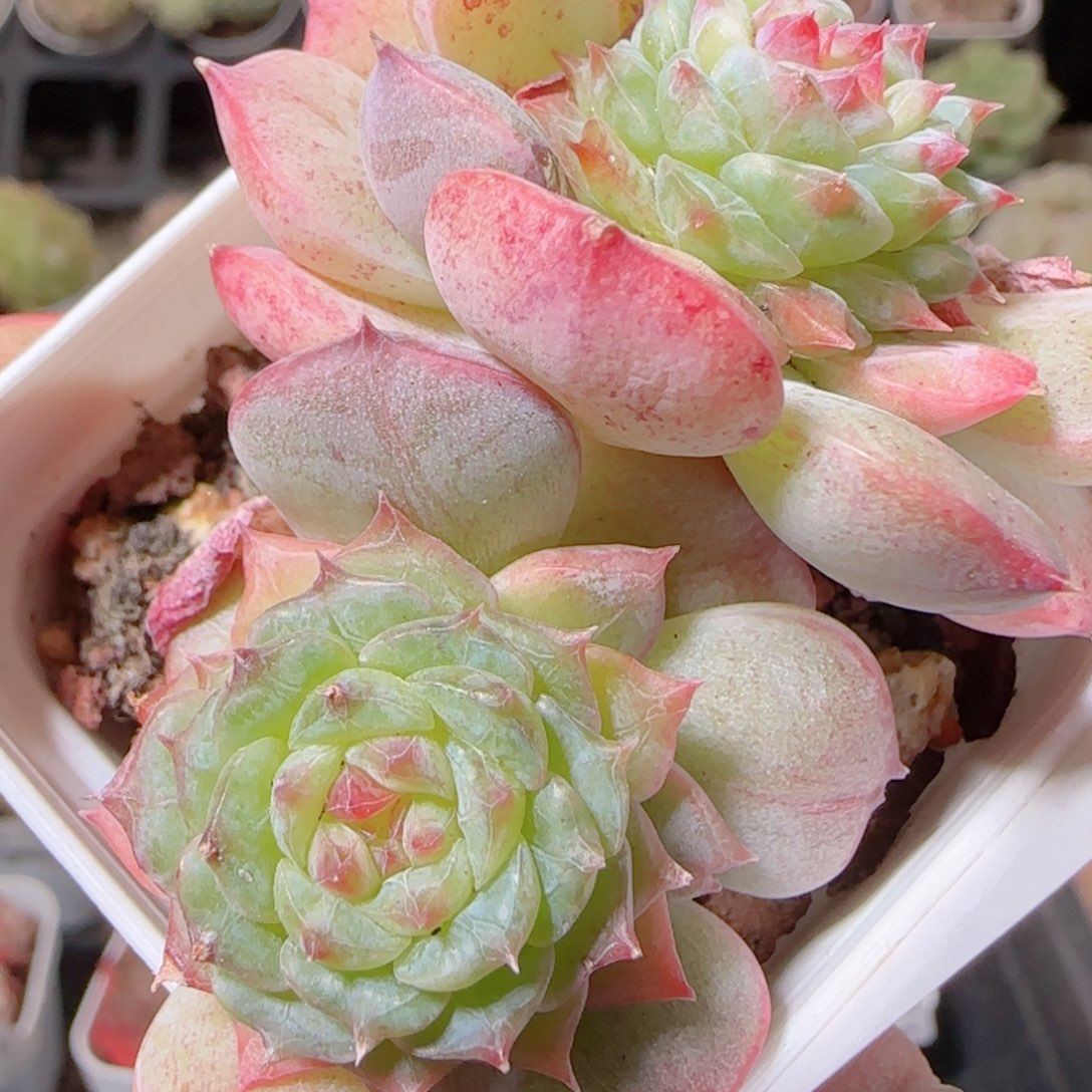 花语多肉1208-187溏心