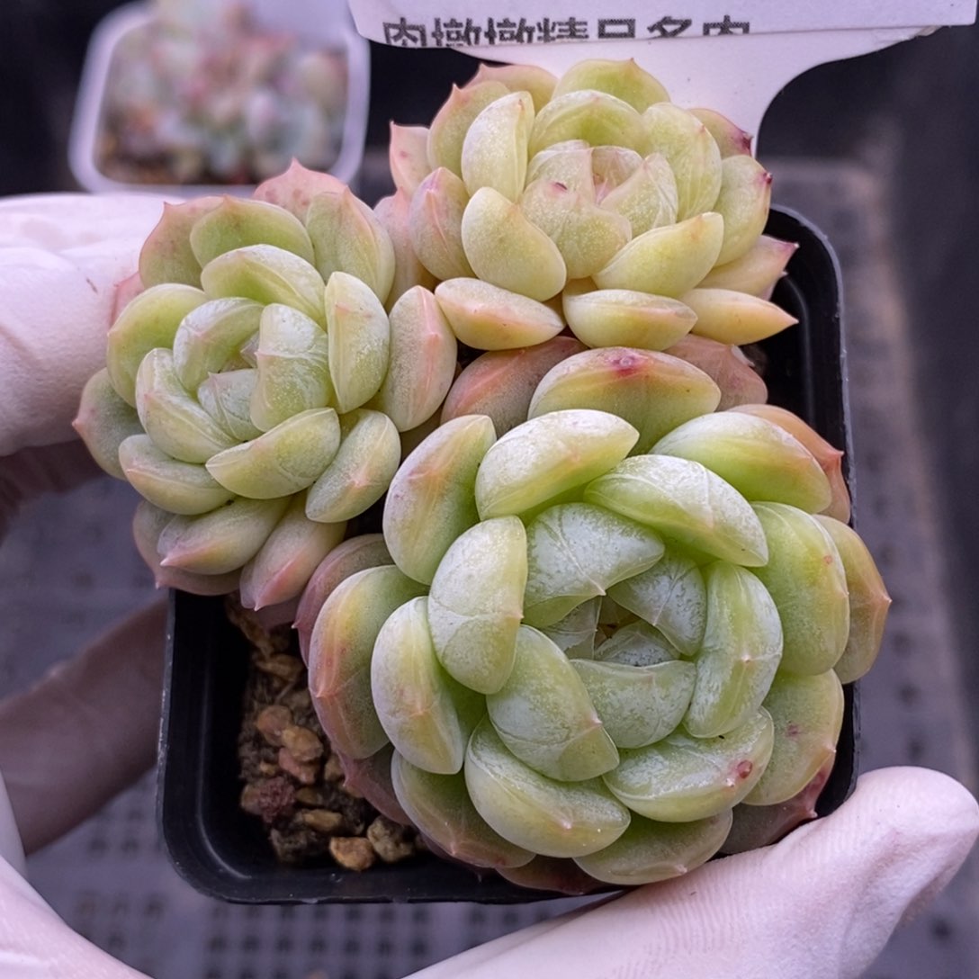 【闪购商品】17-98白恋