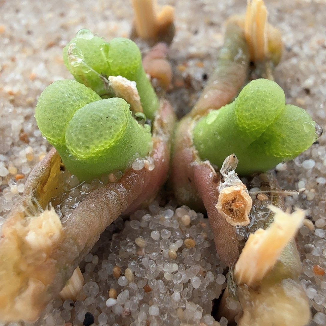 2.19.45/骚粉佛肚/多肉植物