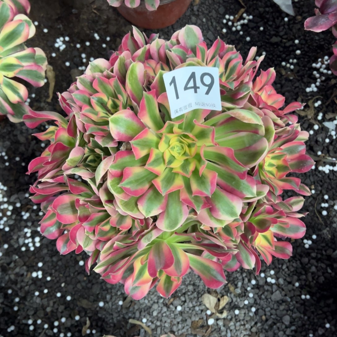 我是真的很喜欢这个