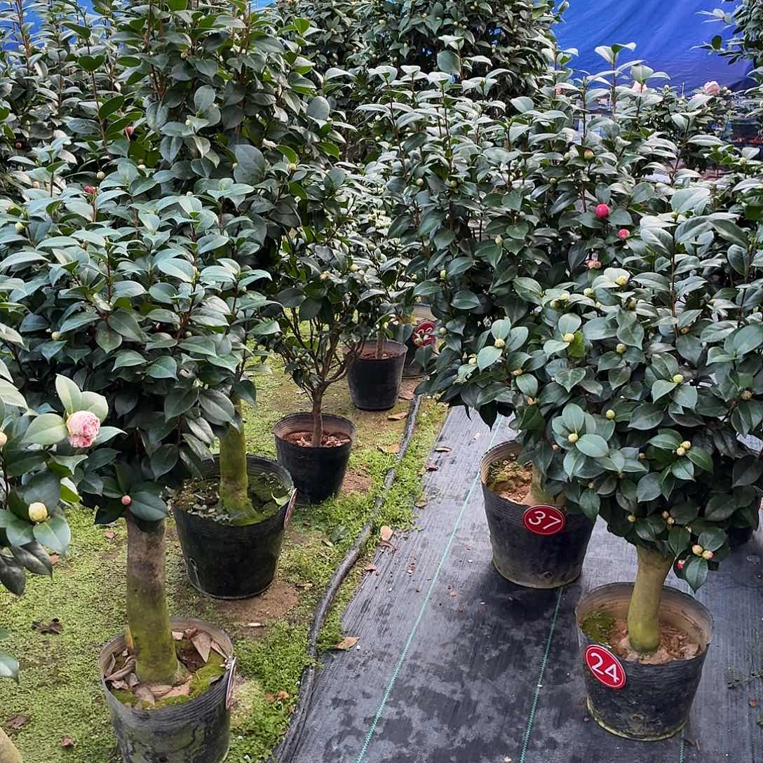 完全开放茶花老桩一物一拍顺丰包邮