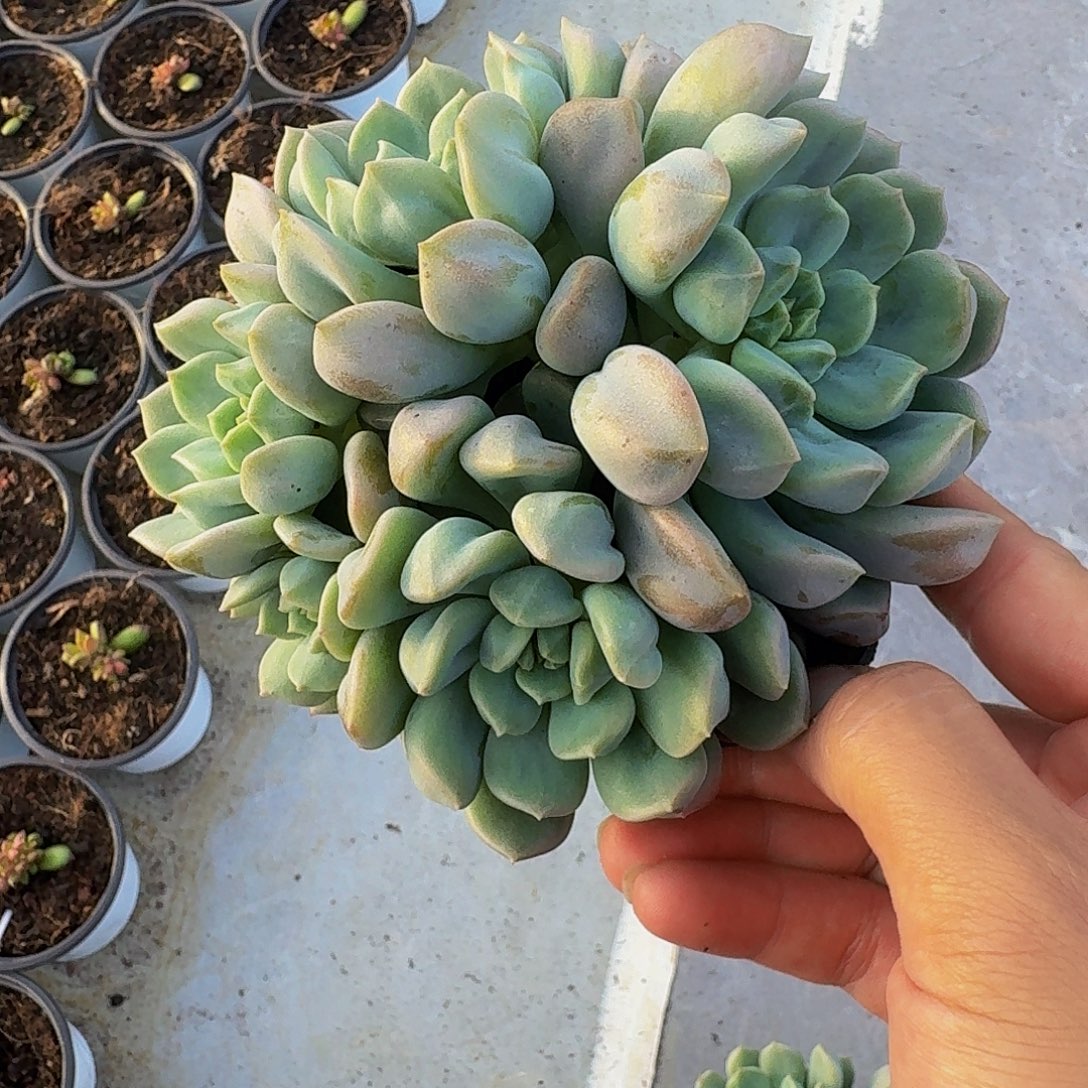 超奶 群生 一物一拍