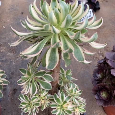 163青莲满25包邮多肉