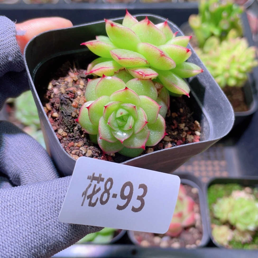 花利美 8-93麦秆 