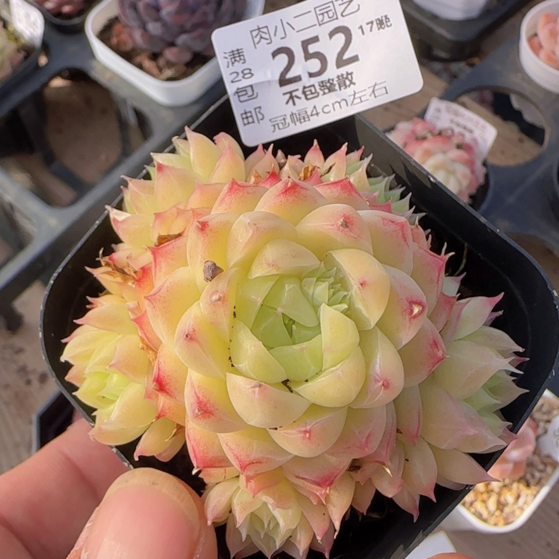 麦秆手捧一颗精控