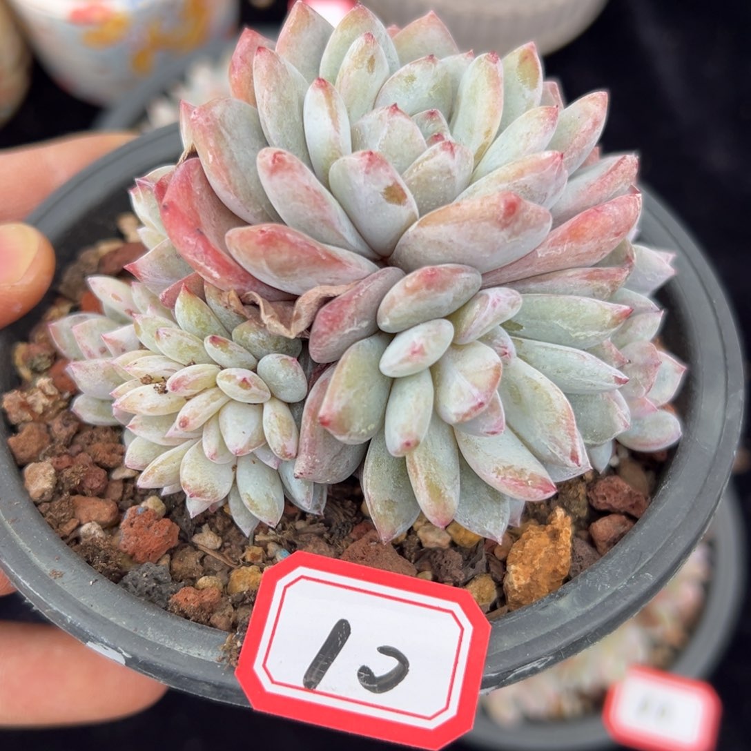 新年快乐 新年快乐