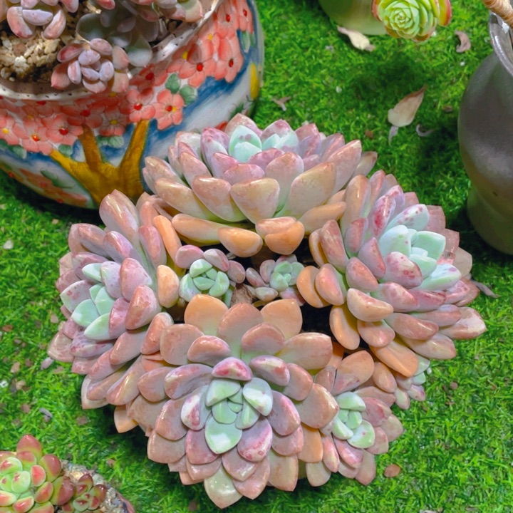 杨***哥谢谢你的支持0000035