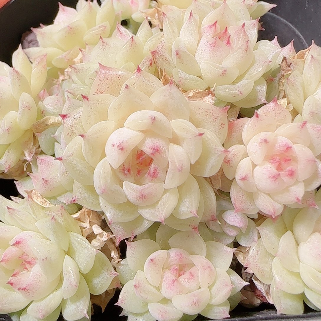 花语逸镜1126-357散