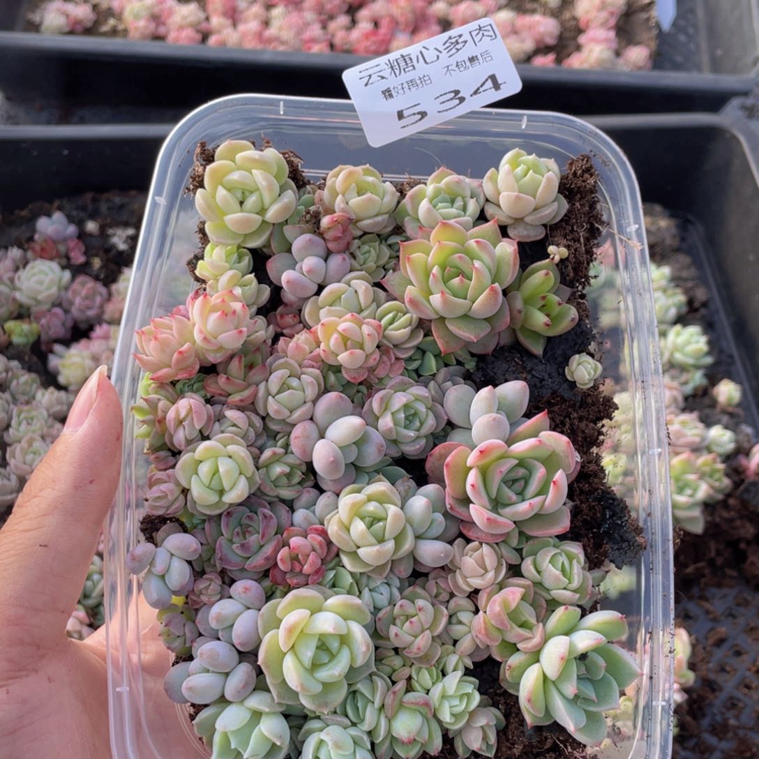 云糖心多肉植物534