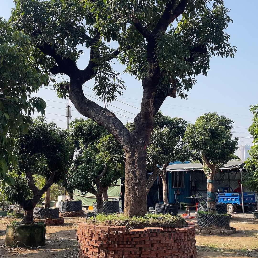 长***凫完全开放果树果树果树111111111111