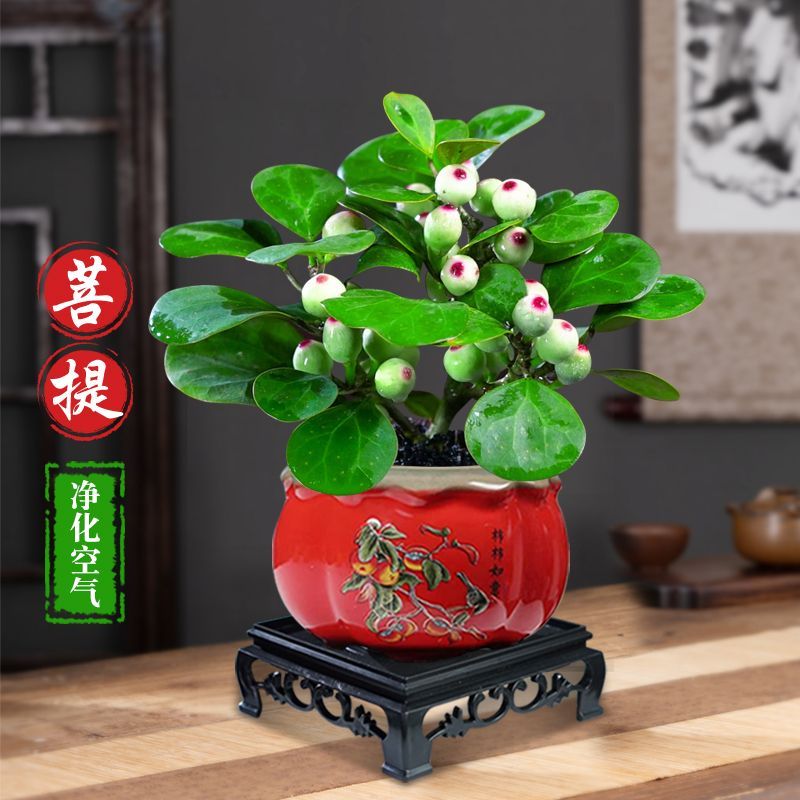 优选小盼菩提树带果盆景植物四季常青室内禅意摆件办公室客厅盆栽