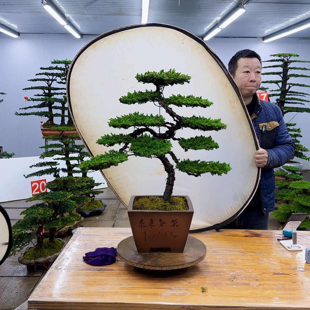 无花朵盆景直播间