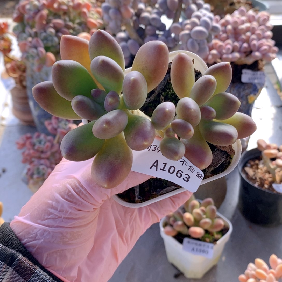 芒果奶7cm1063多肉植物
