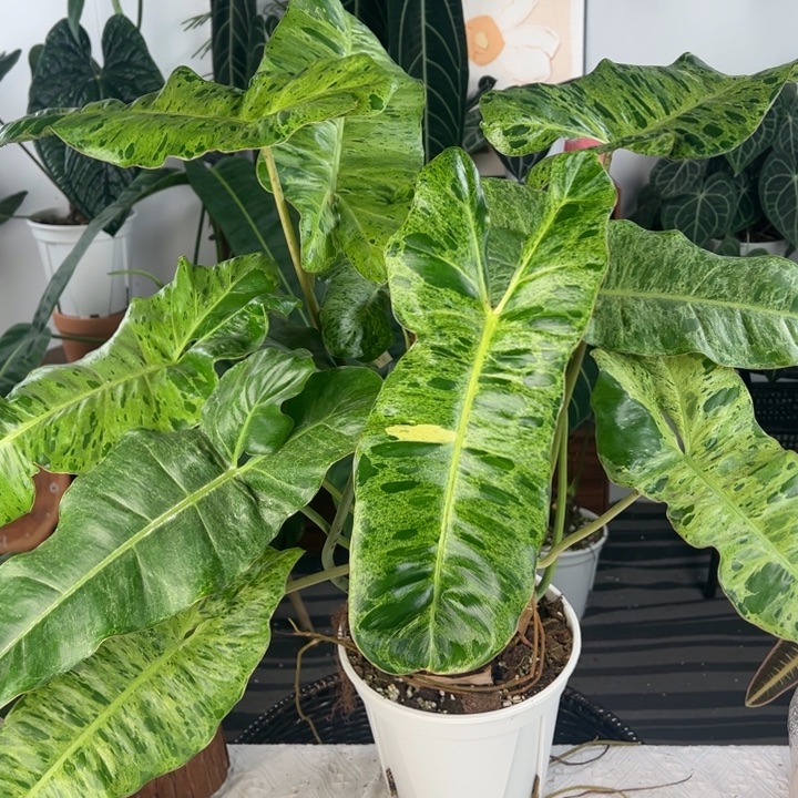 完全开放双株上柱绿天堂蔓绿绒