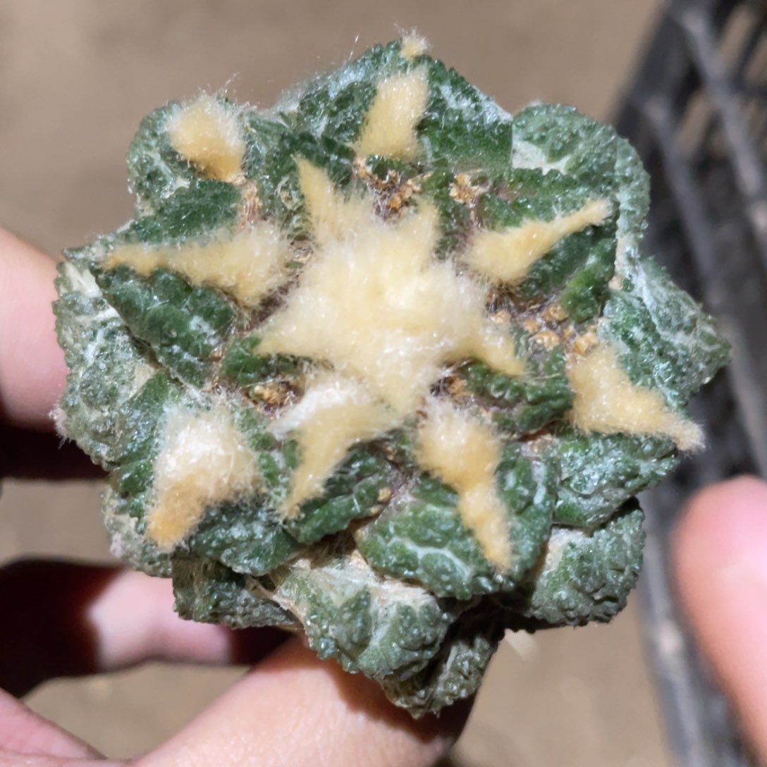 仙人球 943 仙人球