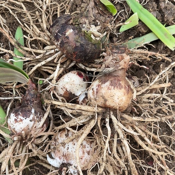 杂交26号开花不售后