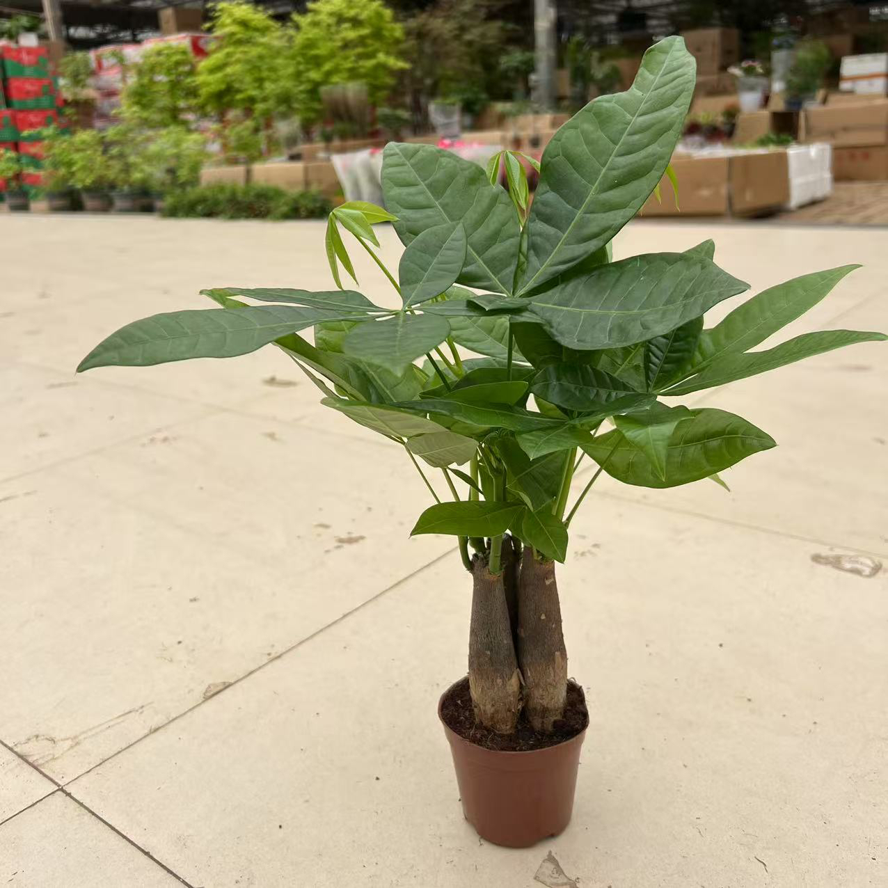 90三杆发财树盆栽室内观叶耐旱易养活绿色盆栽