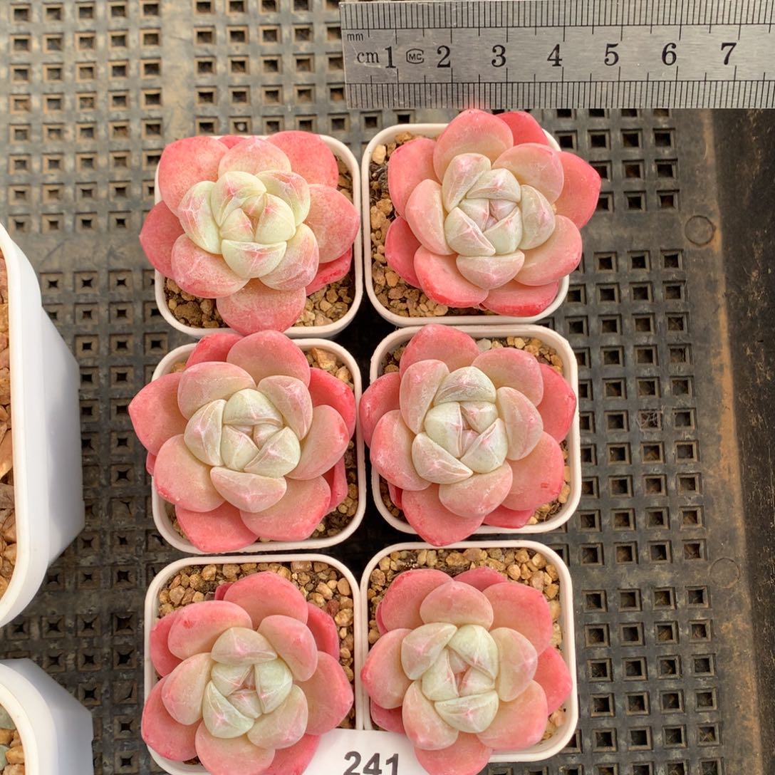 241。六颗一组糖心冰玉。