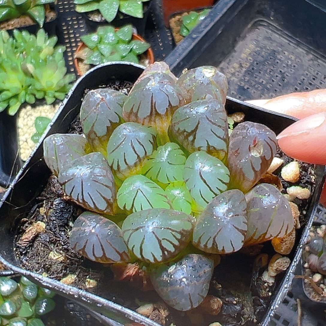 微瑕紫姬玉露多肉植物一颗