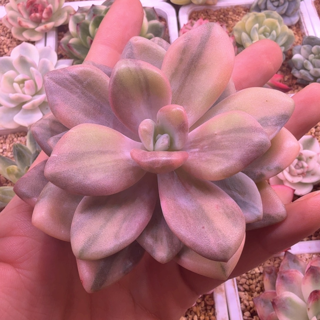 粉兔锦 拉丝 多肉植物