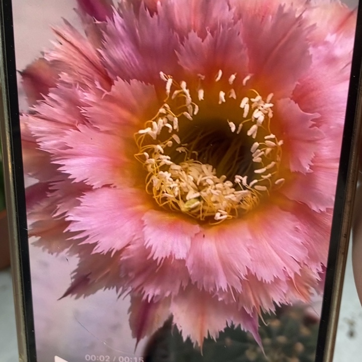 彩草羽毛1号6.5公分左右