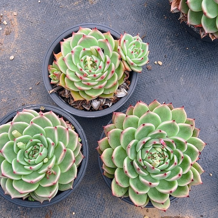 蓝龙多肉，满18包邮