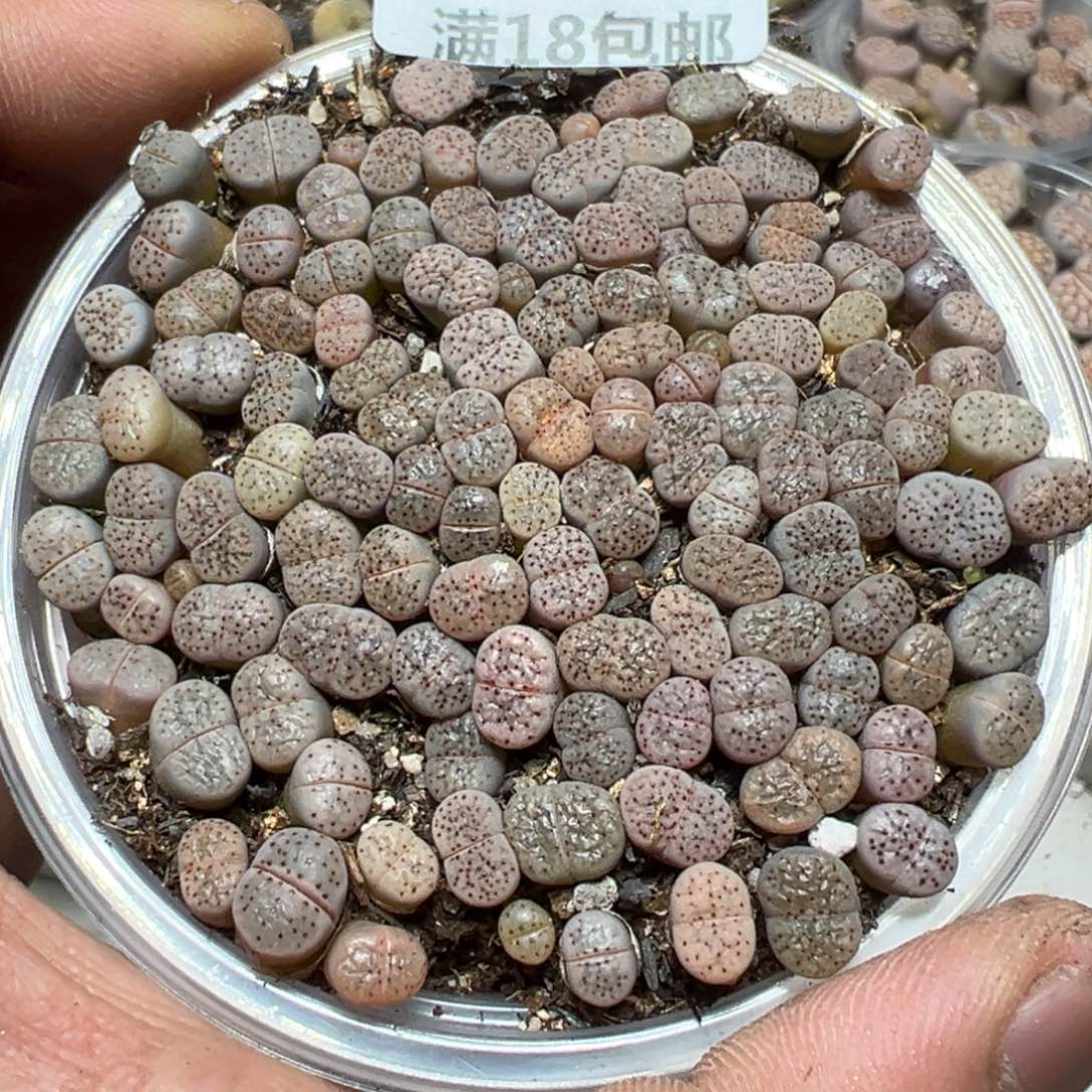 【闪购商品】 549。       
