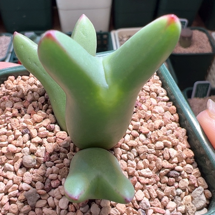 A451。优选超胖体三头皮卡丘。   