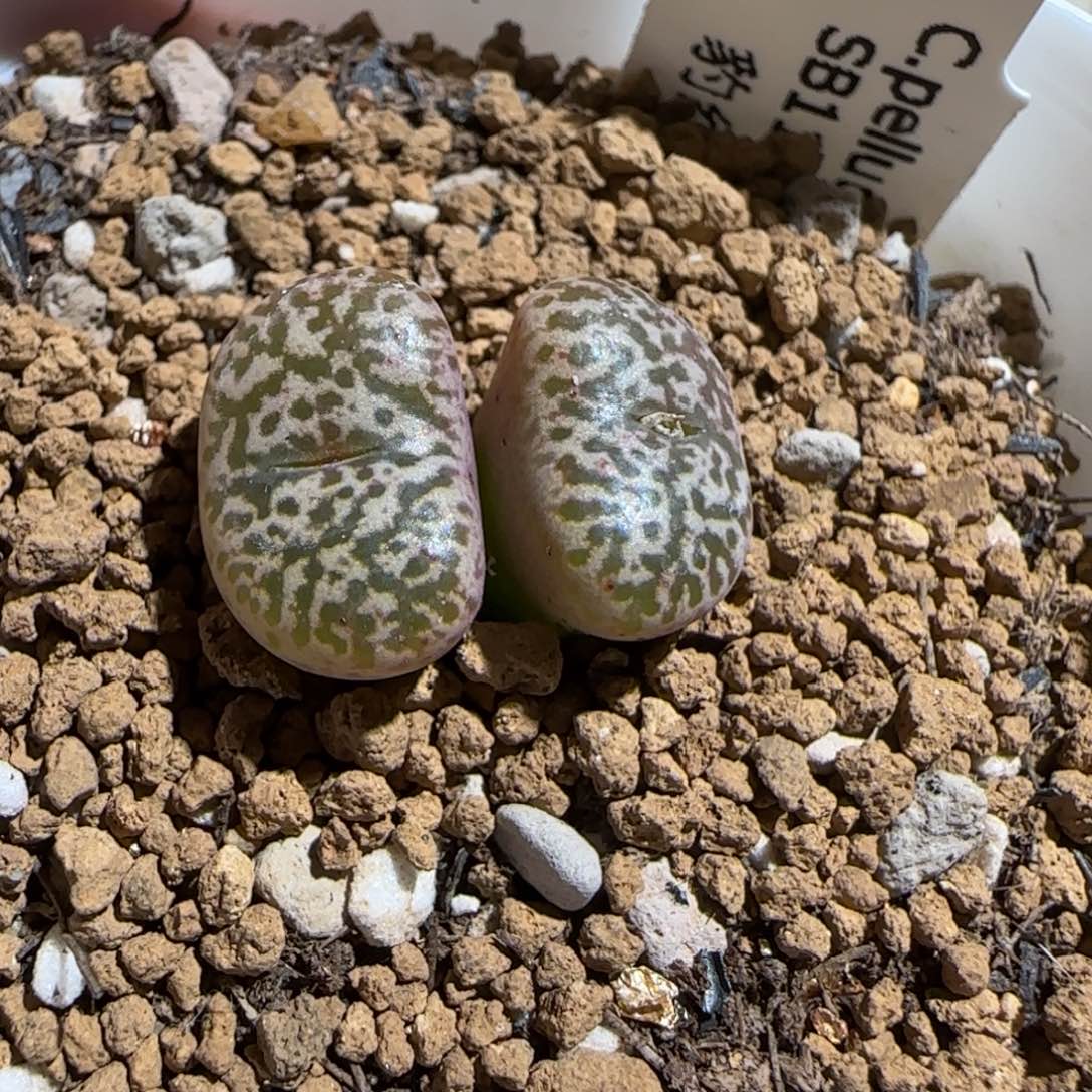 肉锥多肉植物组合-豹纹504