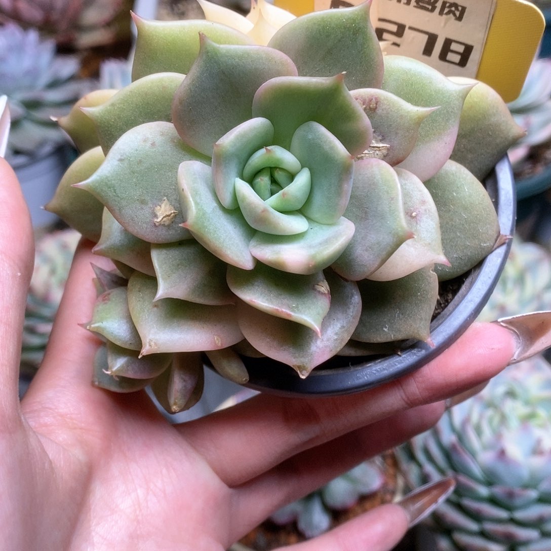 278贝加尔湖锦锦锦锦锦锦