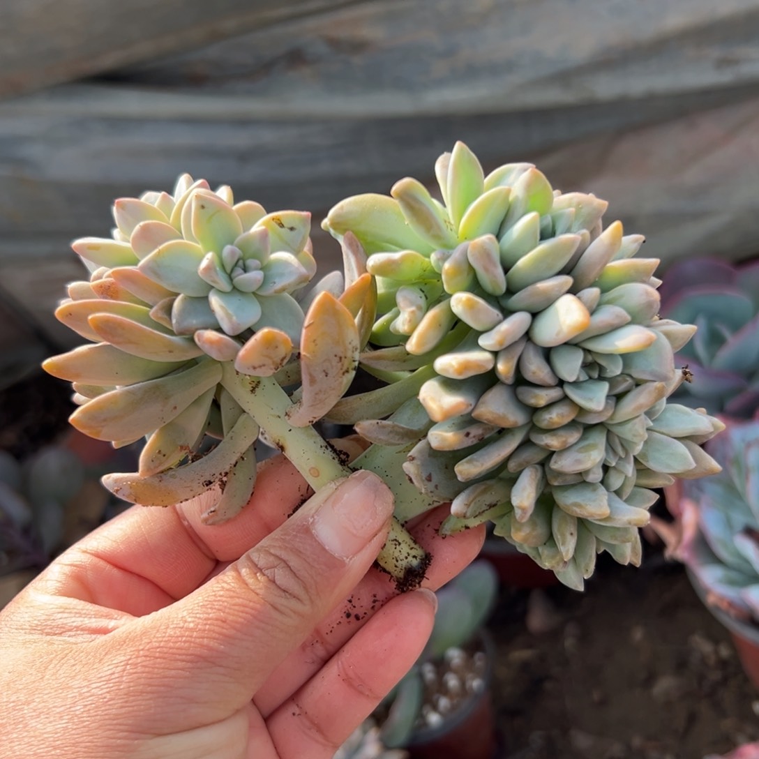 多肉植物多肉植物