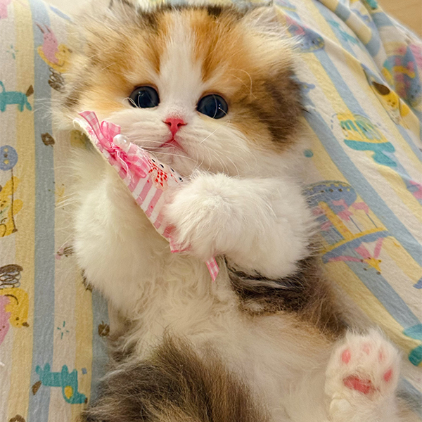 【iu精品猫舍2号】米努特曼基康矮脚宠物猫咪活体全款链接