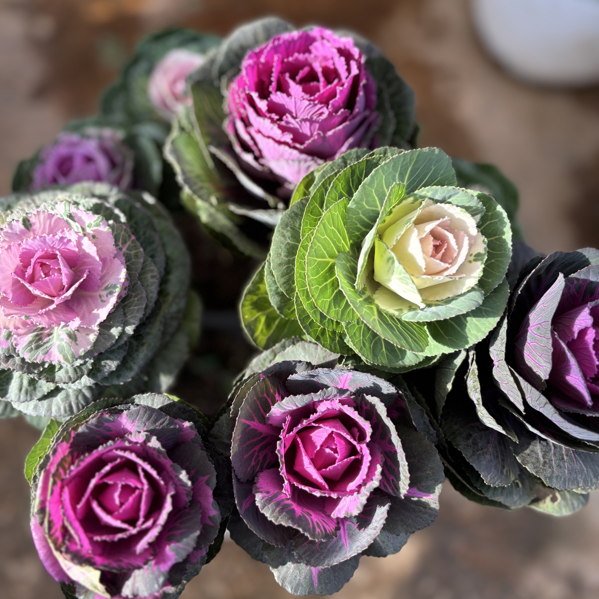 冬日玫瑰1.5加仑（单色）盆栽花苗阳台庭院多花多季节开耐热耐寒