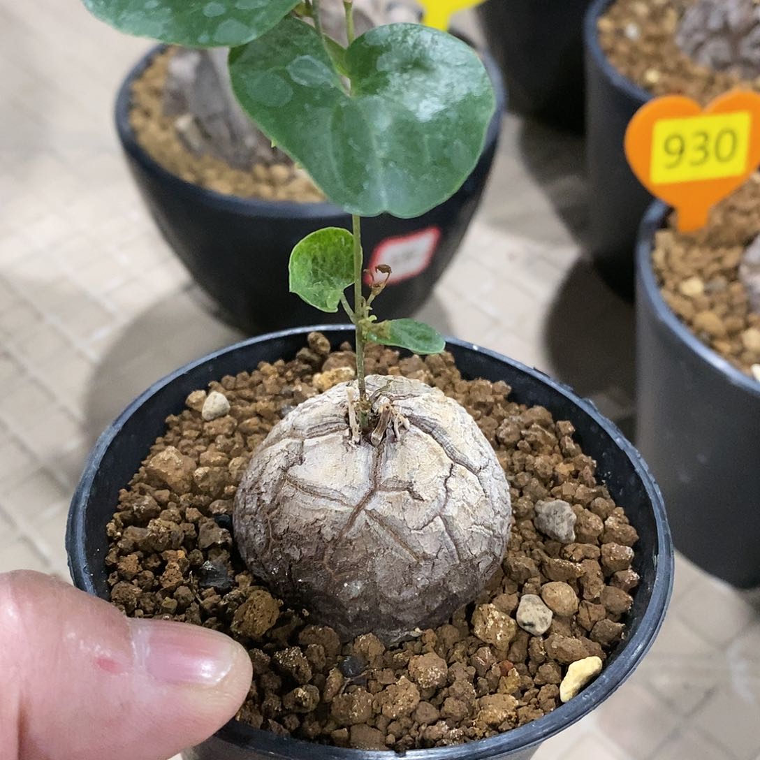 南非龟甲龙龟甲龙