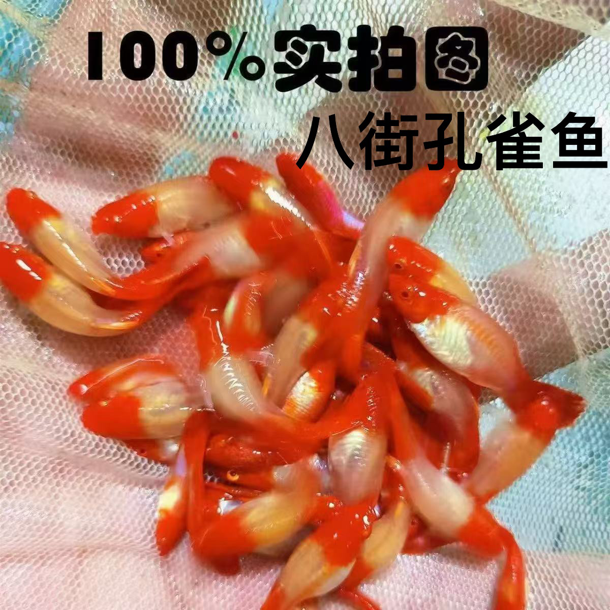 孔雀鱼专拍专用链接（无完整开箱视频无售后、活体运输感谢理解）