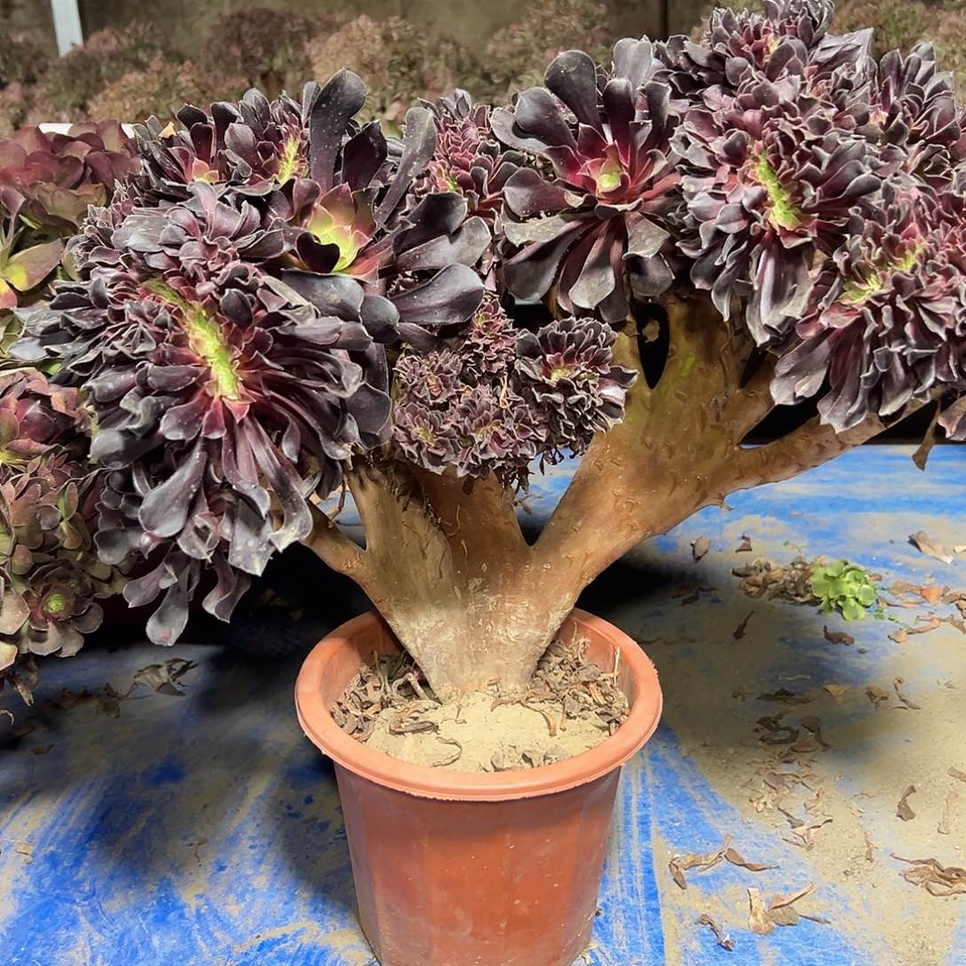 多肉植物欧子缀花390