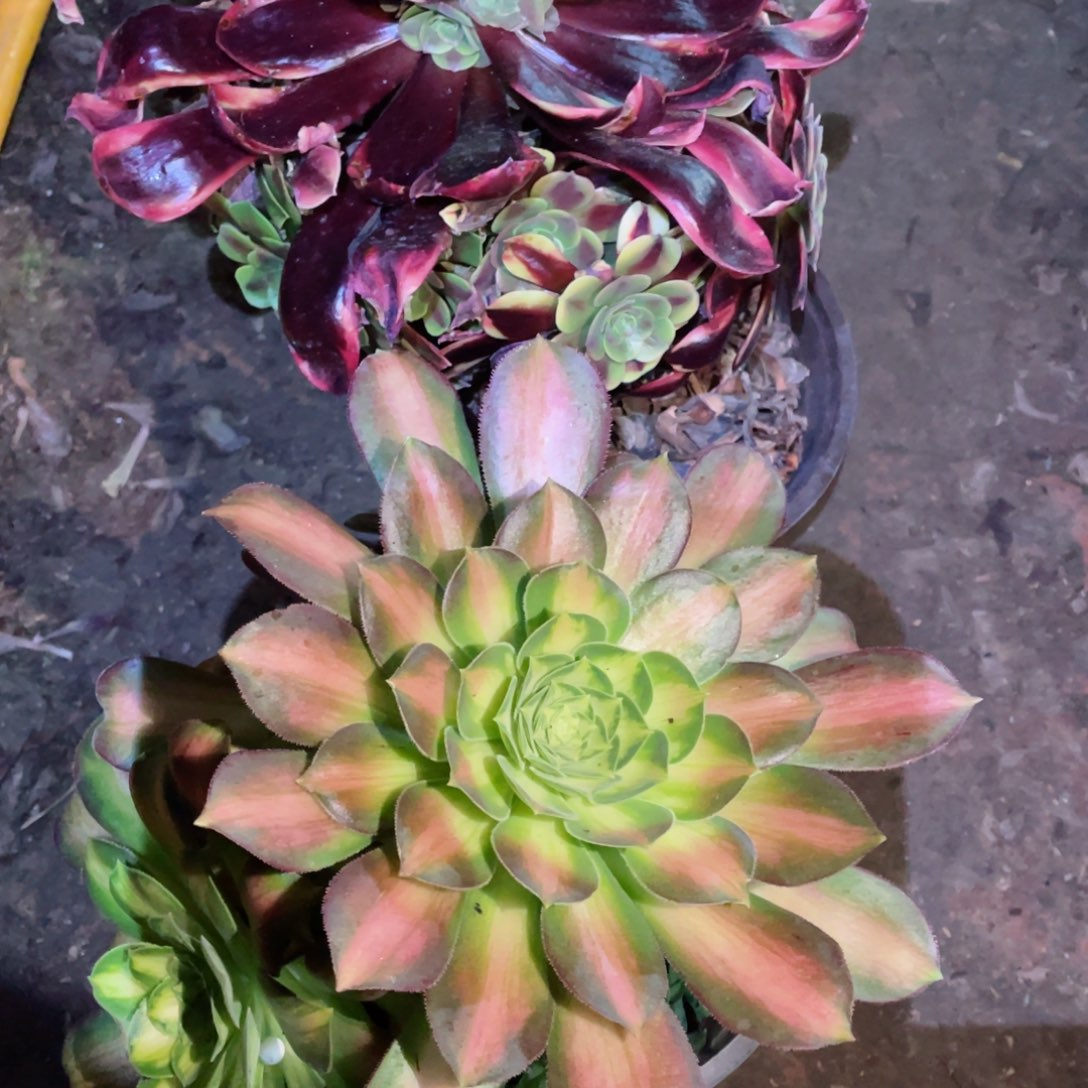 多肉植物组合2颗065