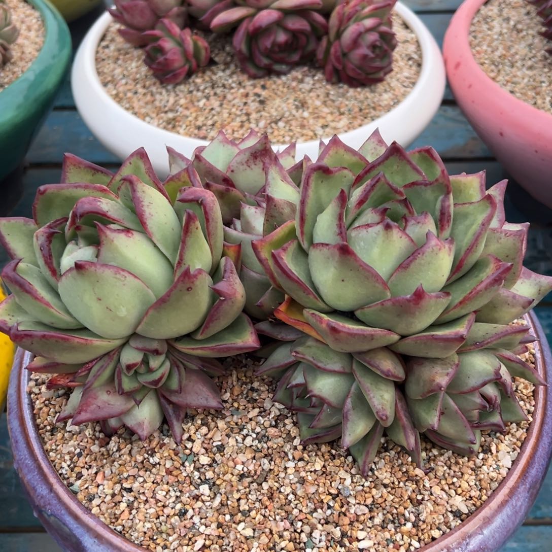 从前慢多肉精选编号0110.88888