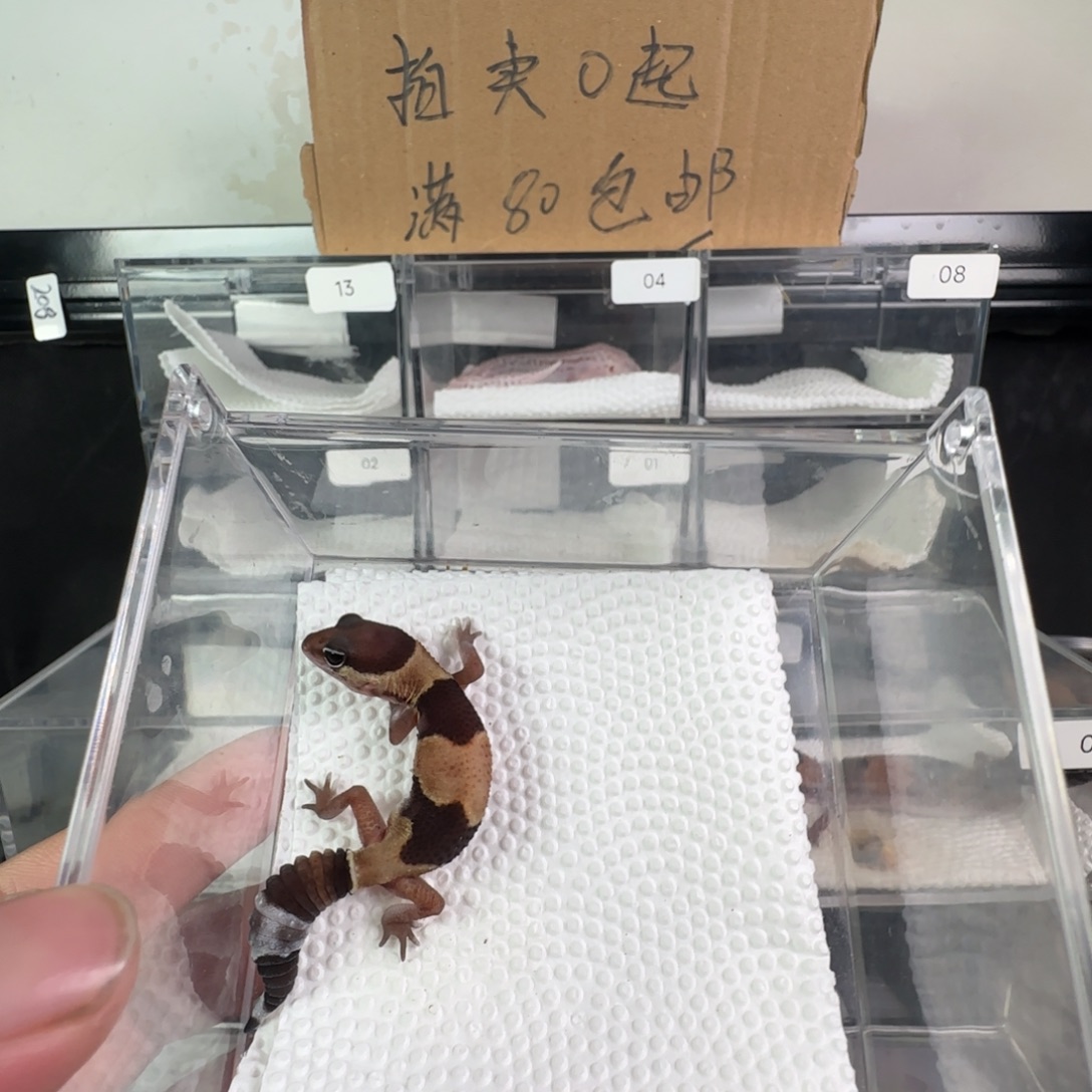 豹纹守宫原色瘾幽灵弟弟