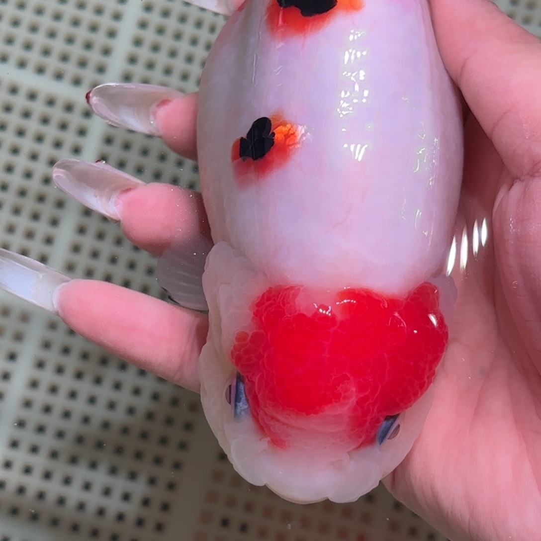 杭***冰金鱼拍包装包邮不拍包装运费到付