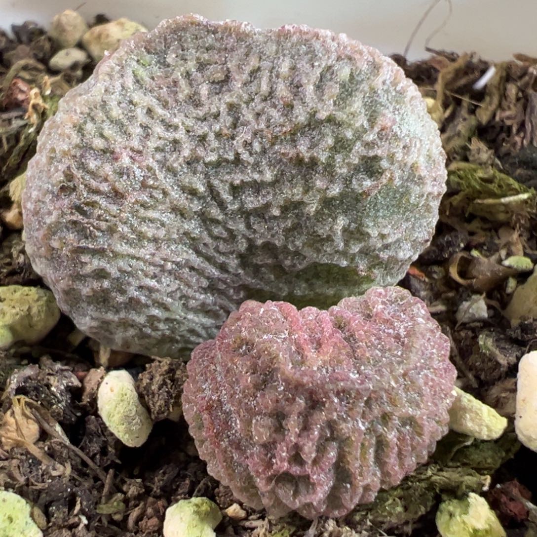 实生新品大苗多肉植物水泡