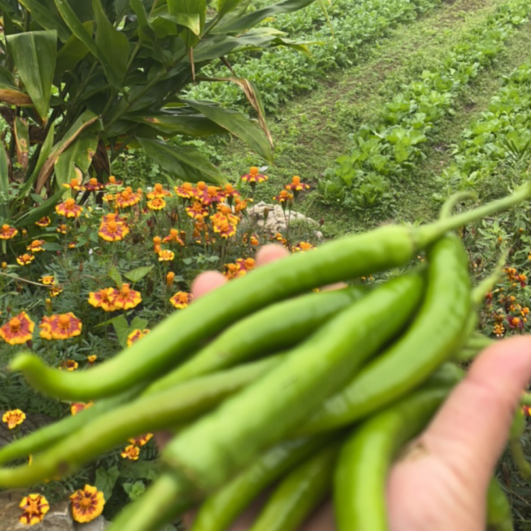 （土货）恩施高山薄皮虎皮椒