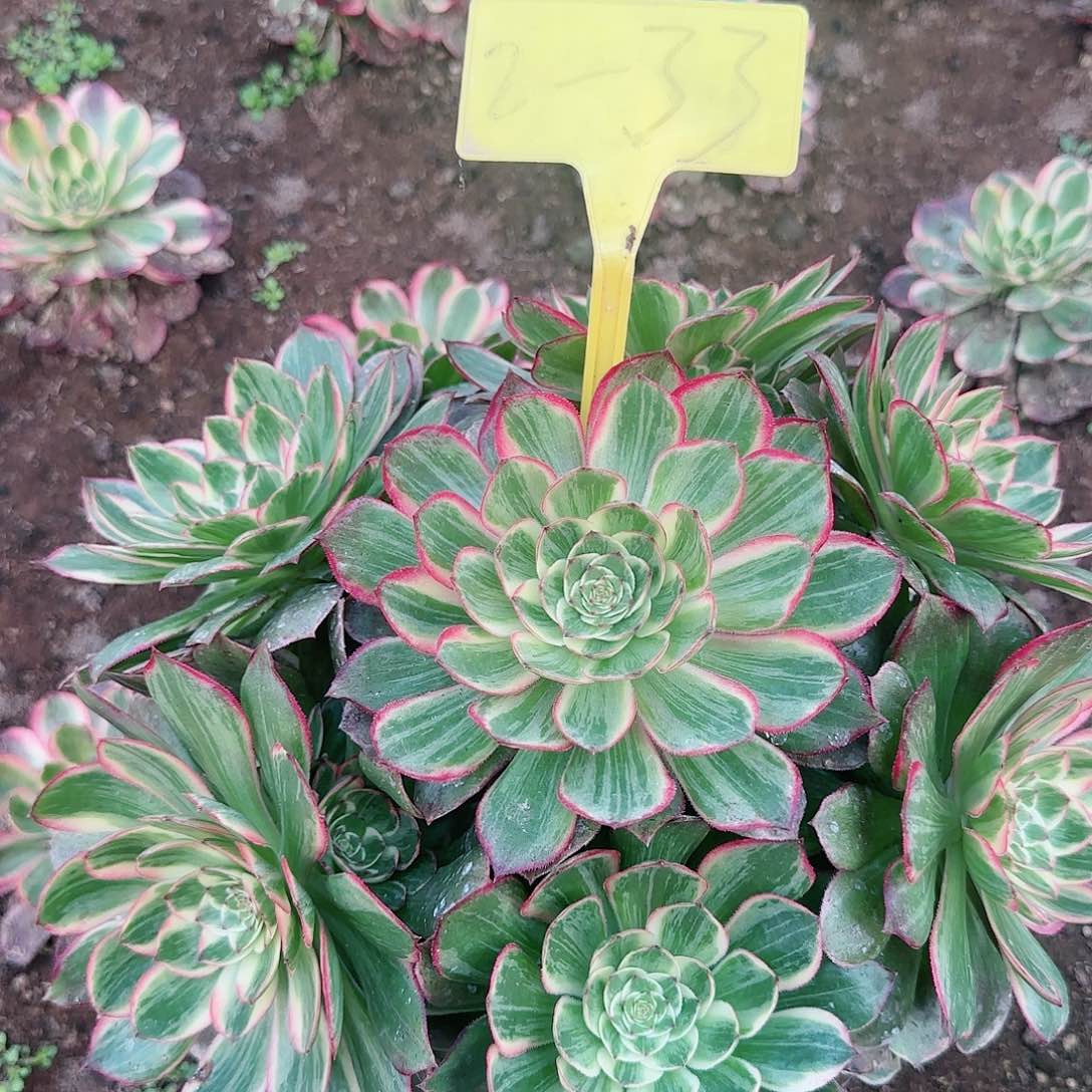 2-33--多头多肉植物