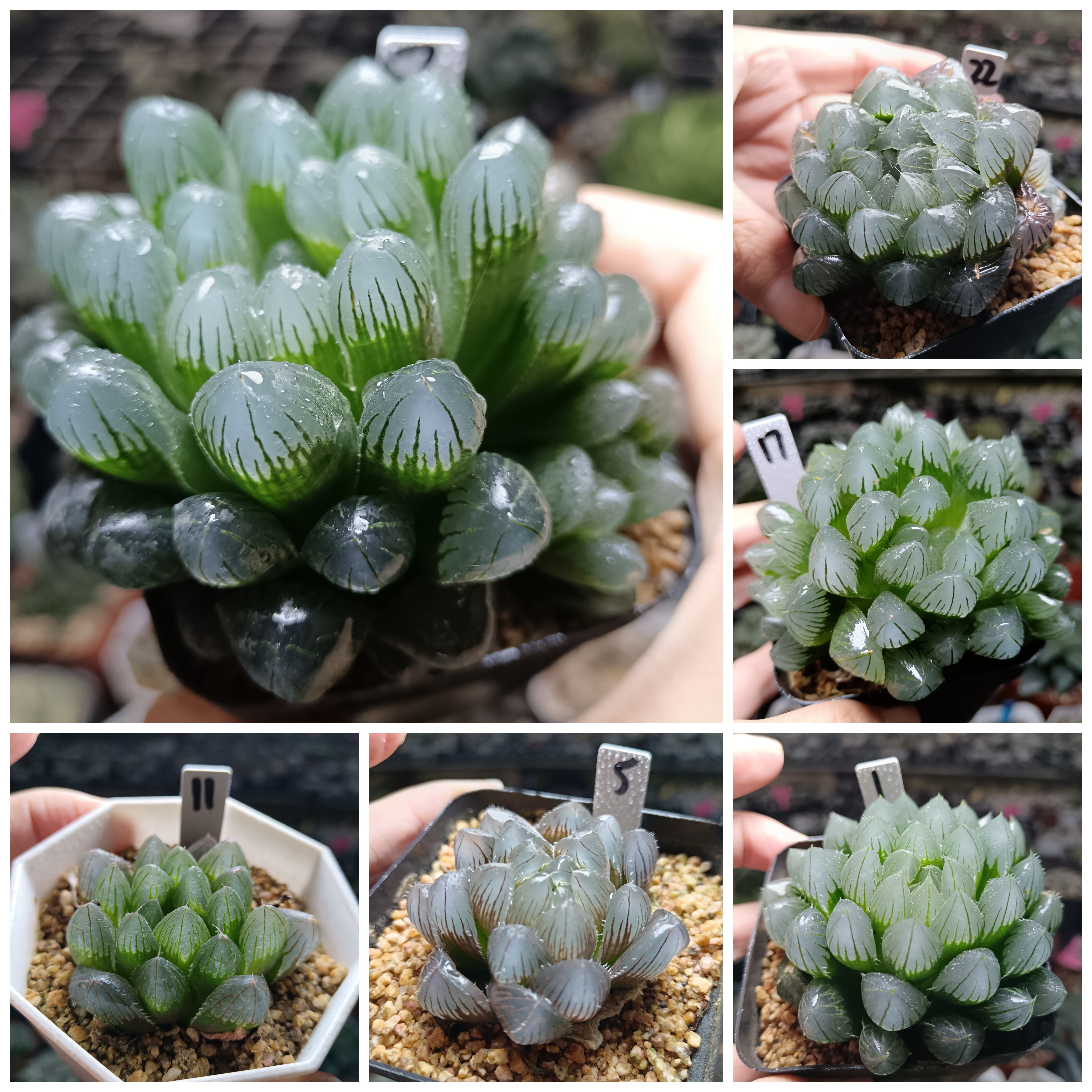 30号A实生玉露优选十二卷多肉植物一物一拍带盆带土发货25年12月3